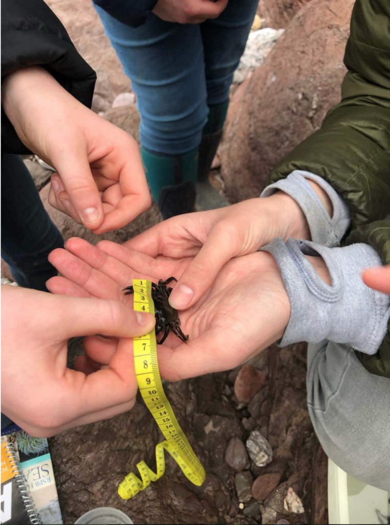 Rockpooling and species ID