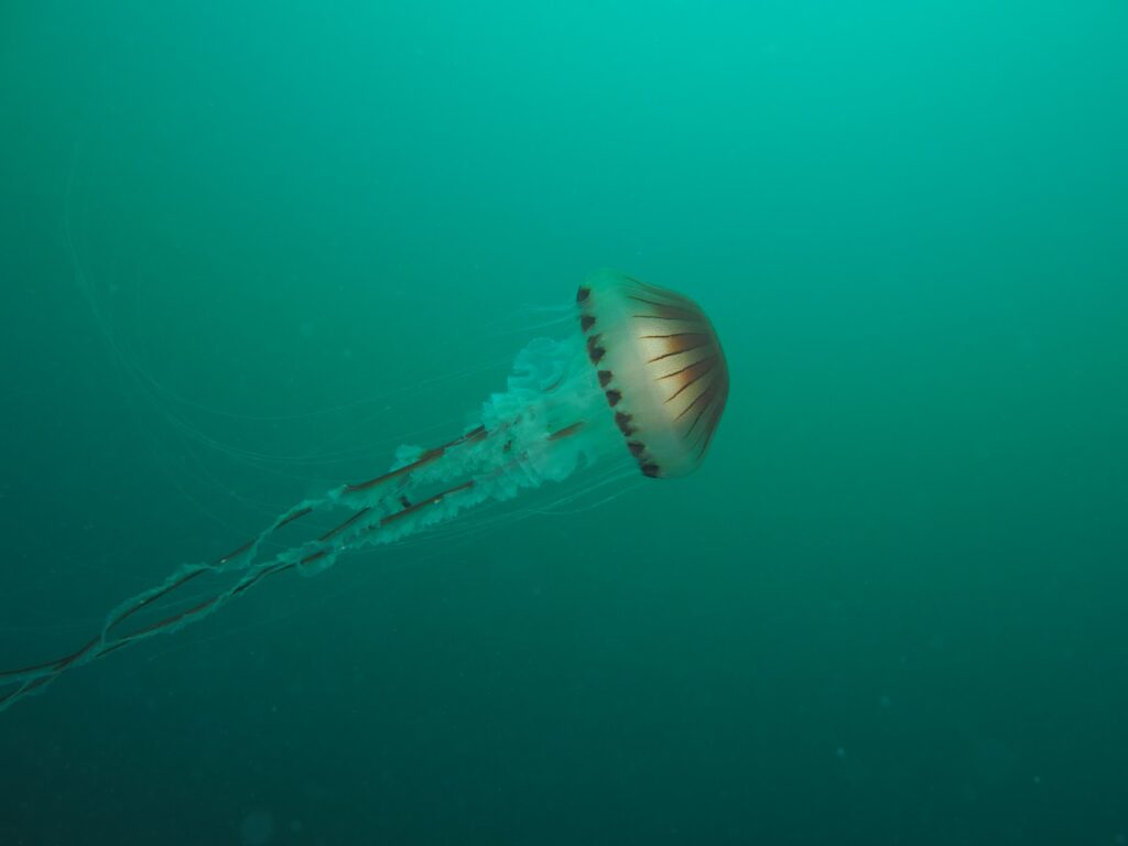 Jellyfish in Devon waters