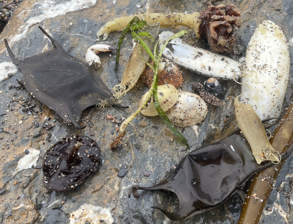 Finds from the strandline: egg cases, shells and seaweed