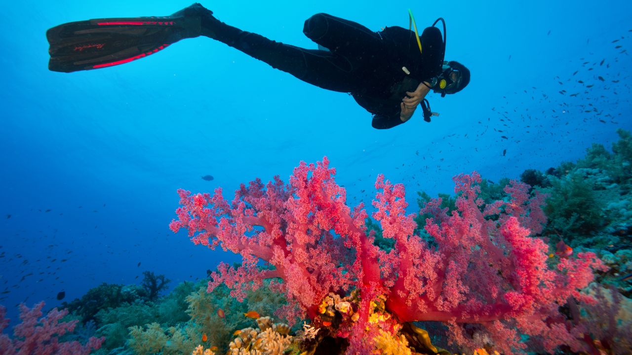 Red Sea reef with schooling fish