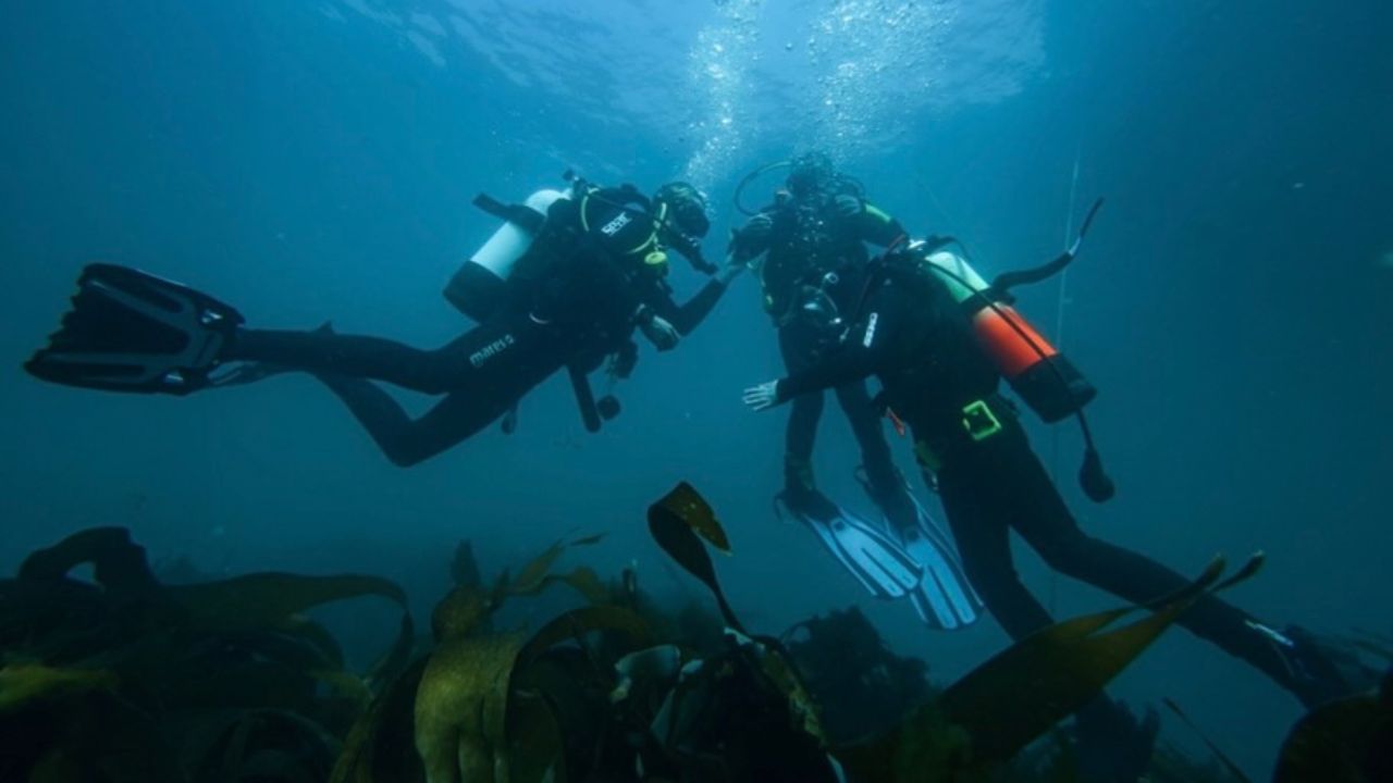 Open water dive—kelp forest
