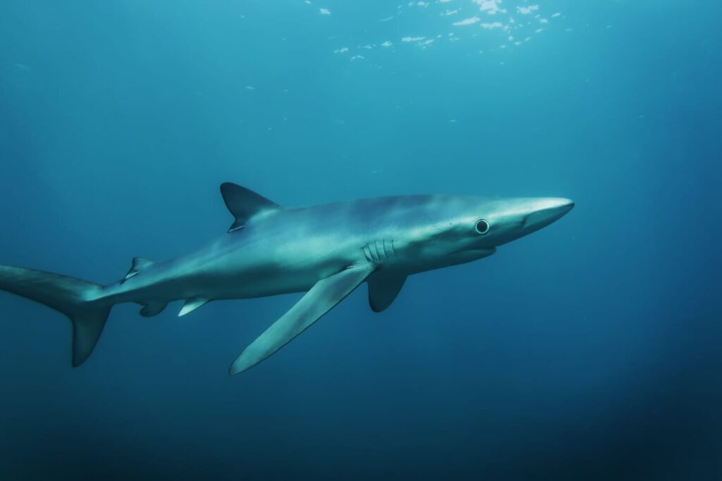 Film & media module – underwater filming subject: blue shark